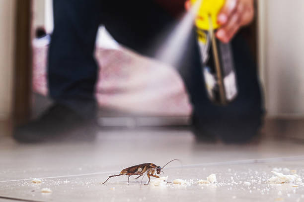Best Termite Control Services  in White Sulphur Springs, WV
