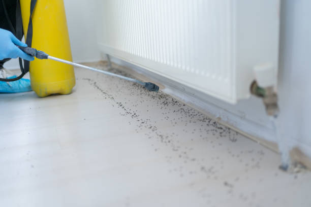 Best Flea Control Services  in White Sulphur Springs, WV